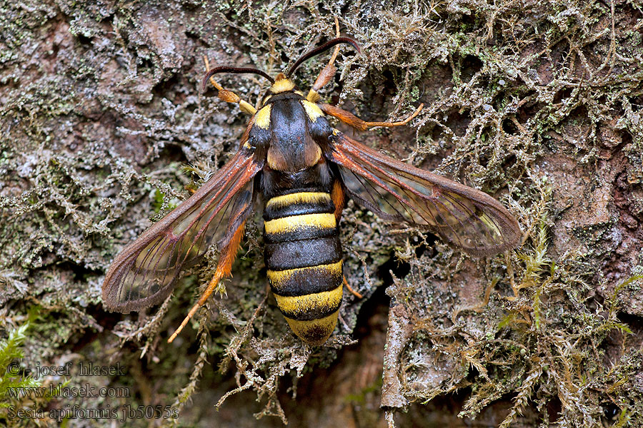 Sesia apiformis Przeziernik osowiec Sesia abejilla