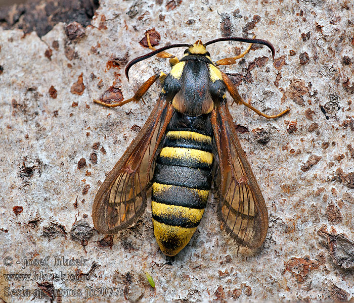 Nesytka sršňová Sesia apiformis