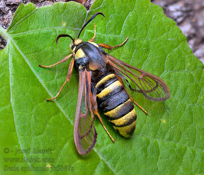 Podobník sršňovitý Sésie apiforme Sesia apiformis