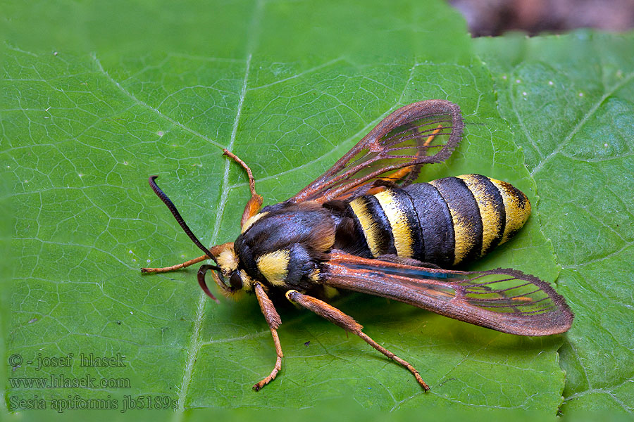 Стеклянница большая тополевая Przeziernik osowiec Sesia apiformis