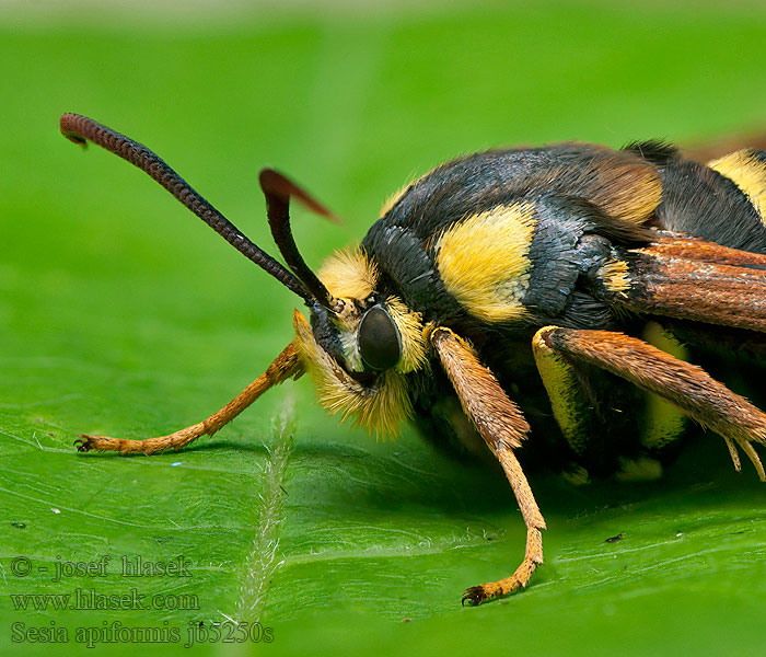 Hoornaarvlinder Darázsszitkár Sesia apiformis