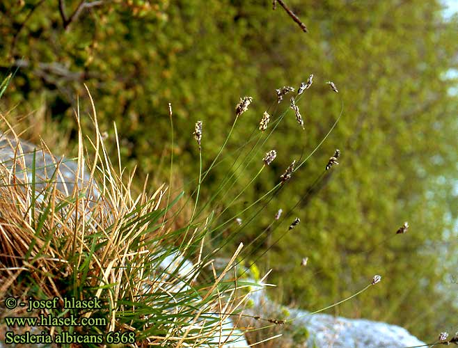 Sesleria albicans