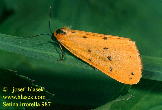 Setina irrorella Alpen-Flechtenbär Lišejníkovec tečkovaný