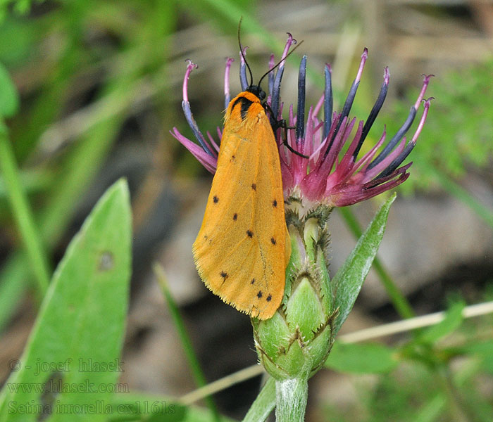 Setina irrorella