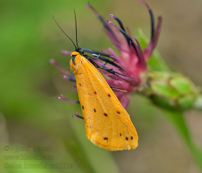 Setina irrorella