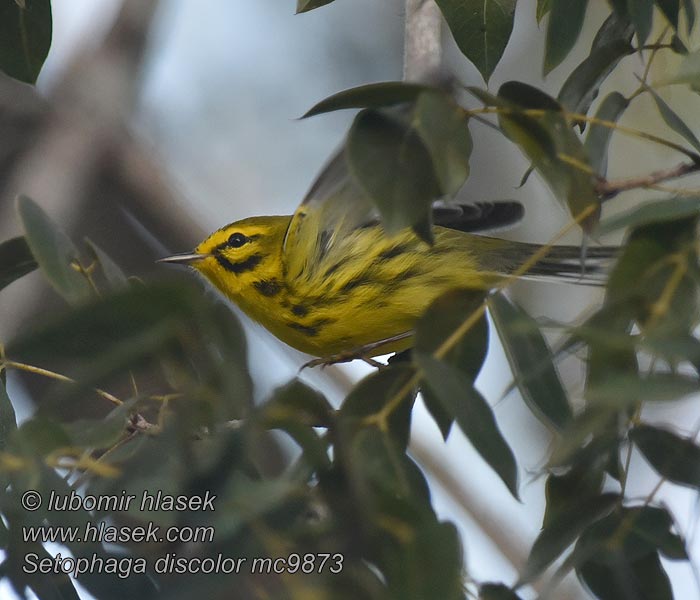 Præriesanger Prairie Warbler Reinita Galana Pensaskerttuli