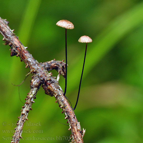 Setulipes androsaceus Marasmius Tanečnica čiernohlúbiková Tagelbrosking Tagelbroskskivling Nitasta sehlica Špička žíněná Szczetkostopek szpilkowy Twardzioszek Horse Hair Fungus Marasme crins Paardenhaartaailing Rosshaar-Schwindling Rosshaarschwindling Lyngseigsopp Trådstokket Bruskhat Jouhinahikas Lószőr szegfűgomba Чесночник тычинковидный щетинконожковый