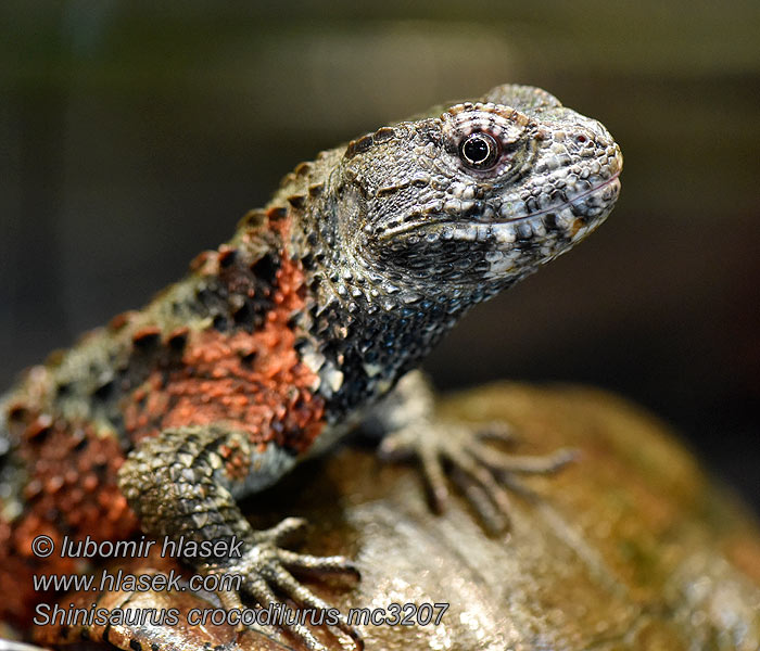 Shinisaurus crocodilurus Krokodýlovec čínský Chinesische Krokodilschwanzechse