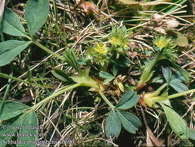 Zubatka rozprostřená Sibbaldia procumbens