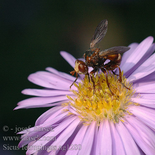 Sicus ferrugineus Gemeine Breitstirnblasenkopffliege Thick-headed Fly Očnatka červenohnědá Blaaskop vlieg Blaaskopvlieg Ślepień trzmielowiec Большеголовка