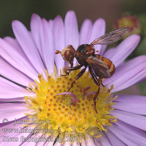 Thick-headed Fly Očnatka červenohnědá Blaaskop vlieg Blaaskopvlieg Ślepień trzmielowiec Большеголовка Sicus ferrugineus Gemeine Breitstirnblasenkopffliege