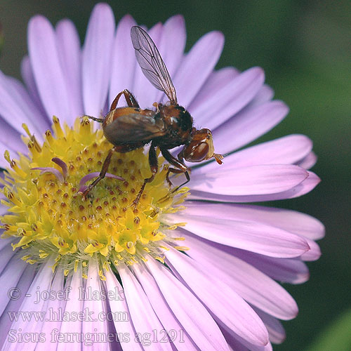 Ślepień trzmielowiec Большеголовка Sicus ferrugineus Gemeine Breitstirnblasenkopffliege Thick-headed Fly Očnatka červenohnědá Blaaskop vlieg Blaaskopvlieg