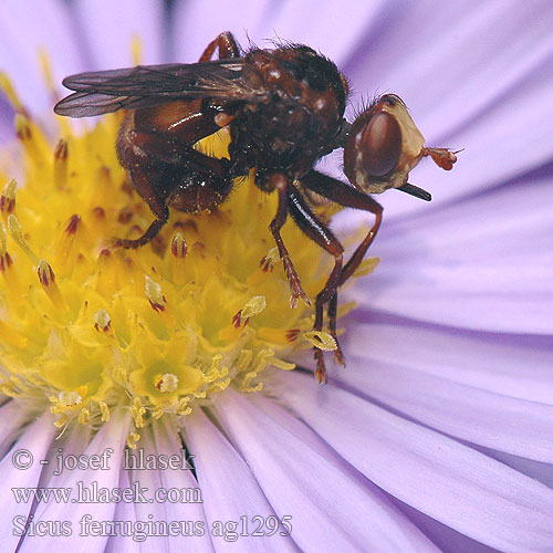 Gemeine Breitstirnblasenkopffliege Thick-headed Fly Očnatka červenohnědá Blaaskop vlieg Blaaskopvlieg Ślepień trzmielowiec Большеголовка Sicus ferrugineus