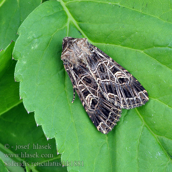 Sideridis reticulata Heliophobus reticulatus Совка сетчатая Bordered Gothic