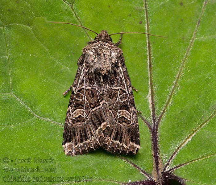 Můra mydlicová Sideridis reticulata