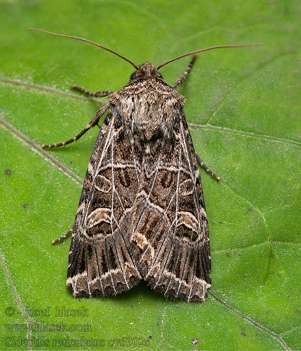 Netmønstret nellikeugle Verkkoyökkönen Sideridis reticulata