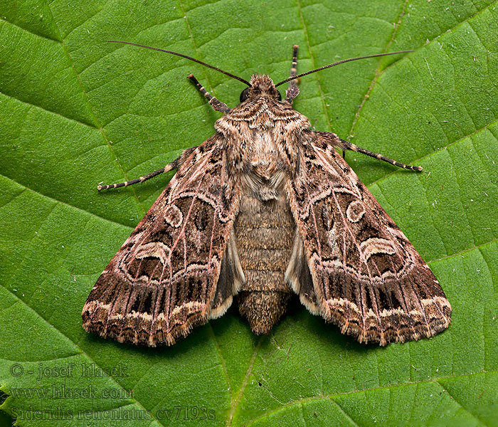 Noctuelle Saponaire Gelijnde silene-uil Sideridis reticulata