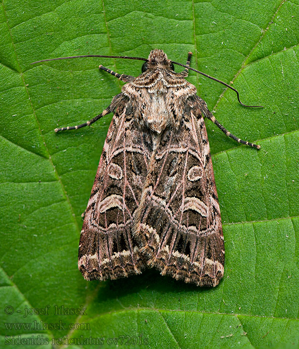 Mora silenková Vitribbat lundfly Fehéreres kertibagoly Sideridis reticulata