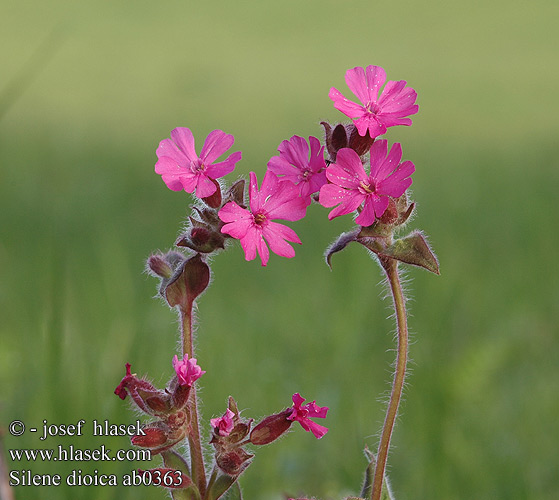 Silene dioica Melandrium rubrum Lichnis diurna Rote Lichtnelke