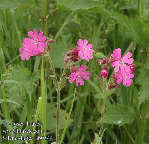 Red Campion Dagkoekoeksbloem Lepnica dwupienna Bniec czerwony