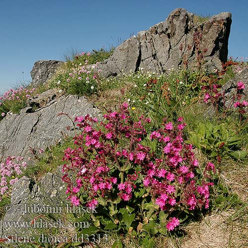 Silène dioïque Puna-ailakki アケボノセンノウ Rød jonsokblom