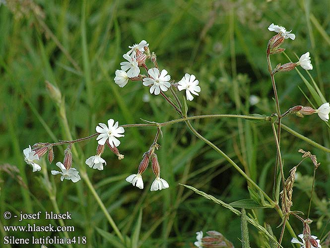 Silene latifolia Weiße Lichtnelke White Campion Compagnon blanc