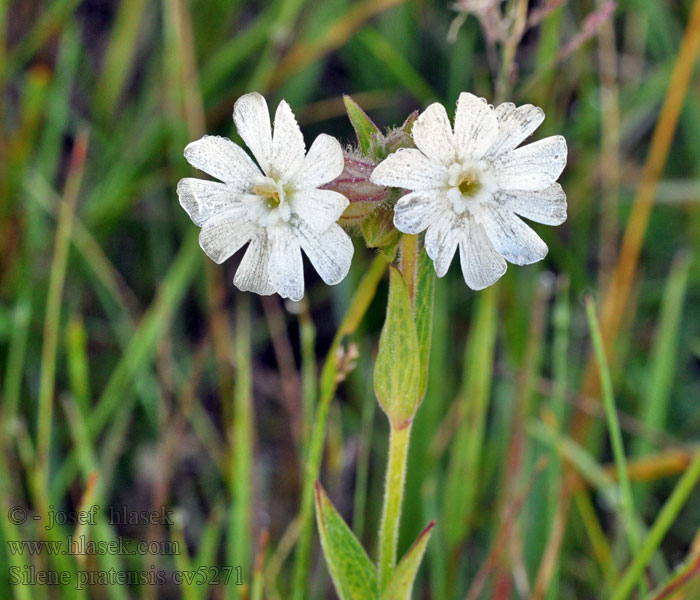 Silene pratensis Silenka širolistá bílá Weiße Lichtnelke