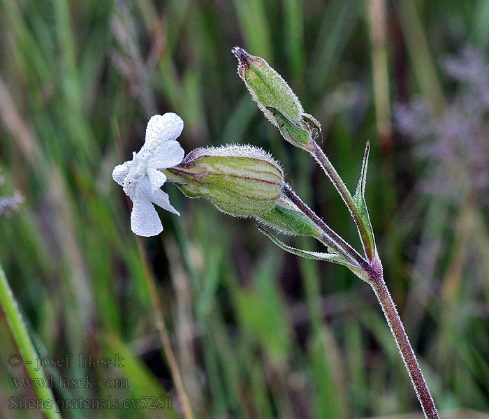 Silene pratensis Vitblära Avondkoekoeksbloem Дрёма белая