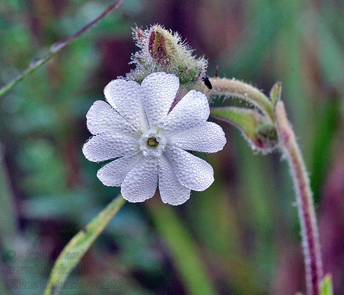 Silenka širolistá bílá Weiße Lichtnelke Silene pratensis