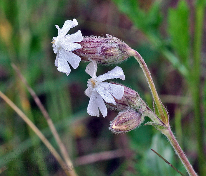 White campion Lepnica biała Silene pratensis