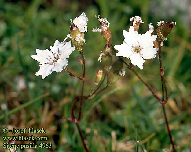 Silene pusilla