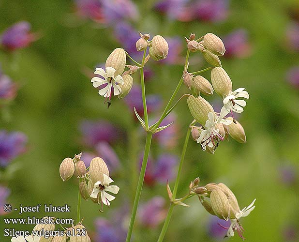 Silene vulgaris Silène enflé Blaassilene Lepnica rozdęta Smällglim