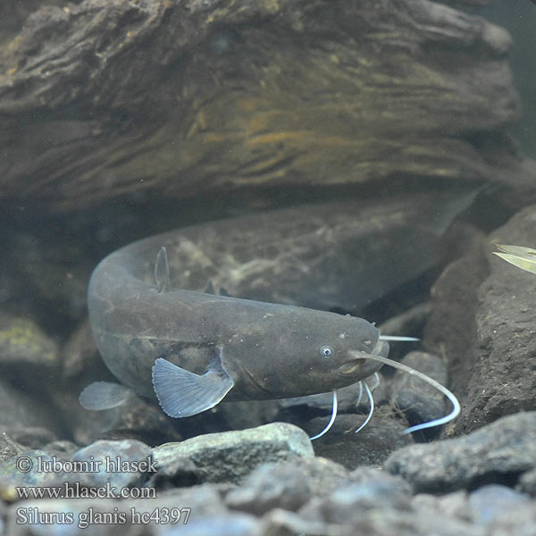 Sumec veľký Silurus glanis Wels catfish Sheatfish Sumec velký