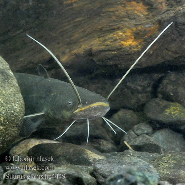 Wels catfish Sheatfish Sumec velký Europæisk malle