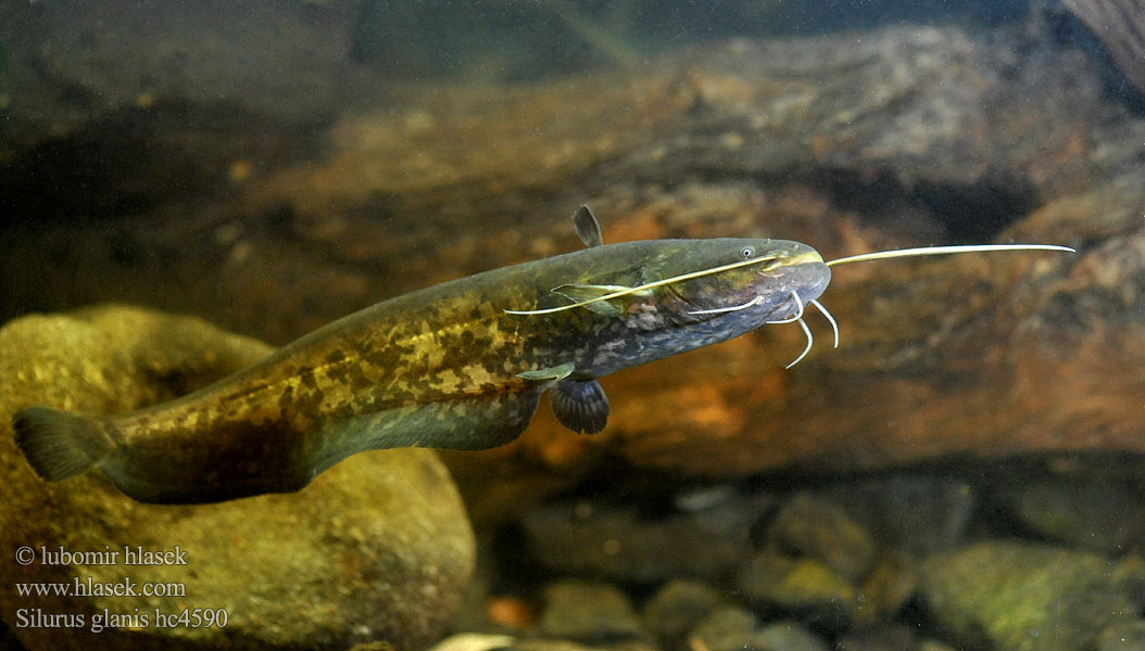 Sumec velký Silurus glanis Europæisk malle