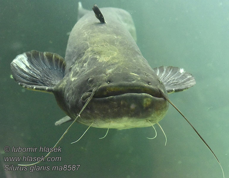 Silurus glanis Wels catfish Sheatfish