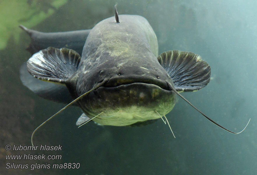 Silurus glanis Europäischer Wels