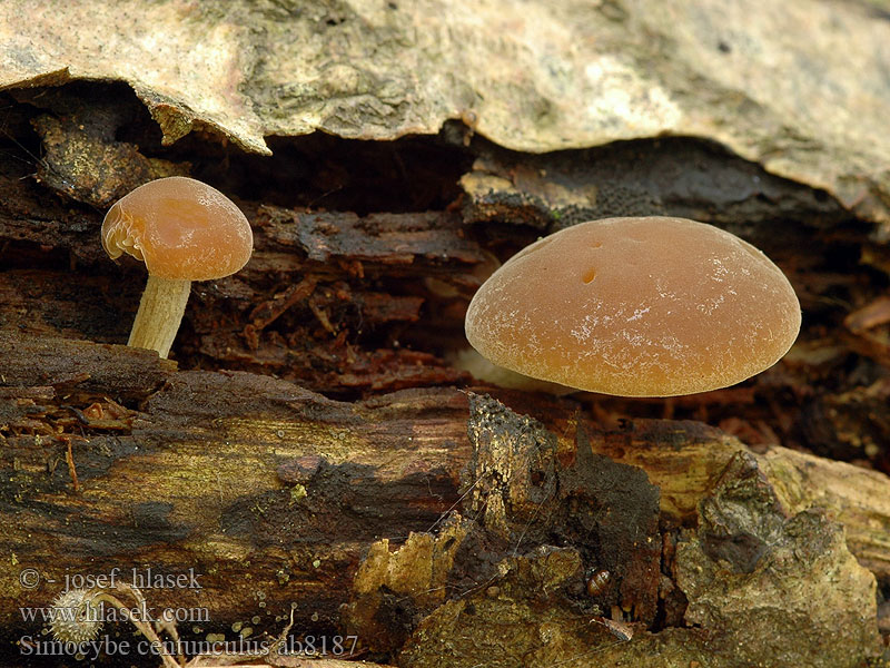 Simocybe centunculus Kržatka hnědoolivová Dingy Twiglet