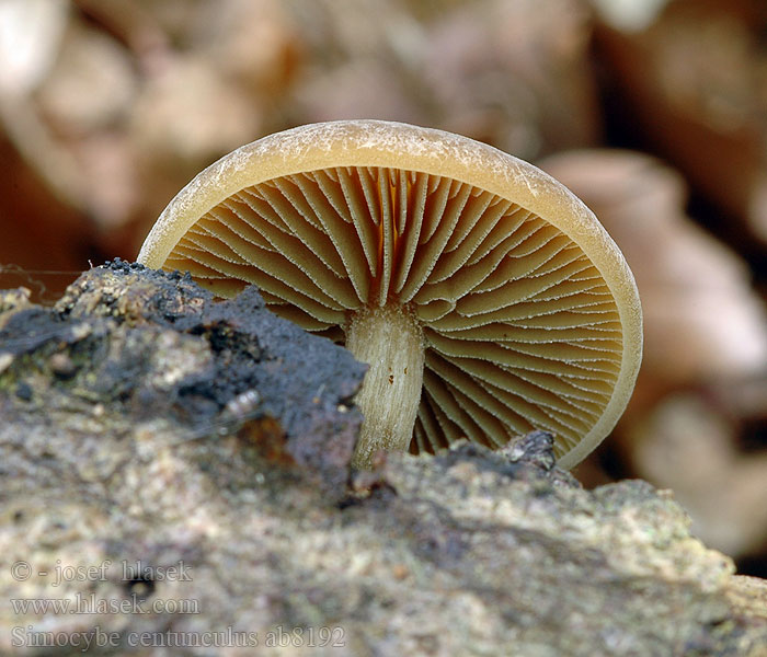 Simocybe_centunculus_ab8192