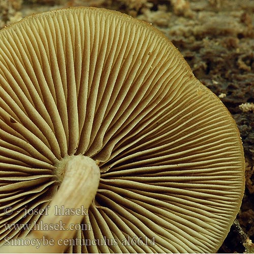 Simocybe centunculus Kržatka hnědoolivová Dingy Twiglet Smeťovička hnedoolivová