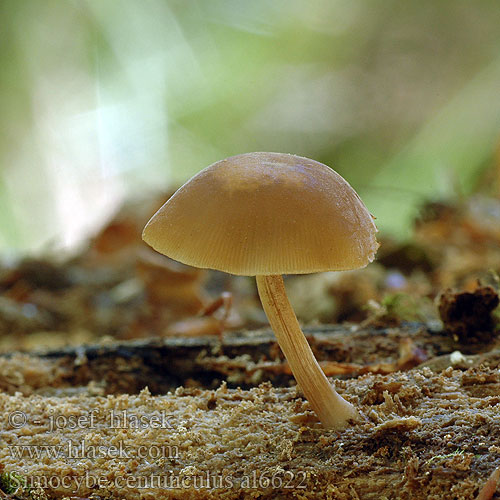 Simocybe centunculus al6622