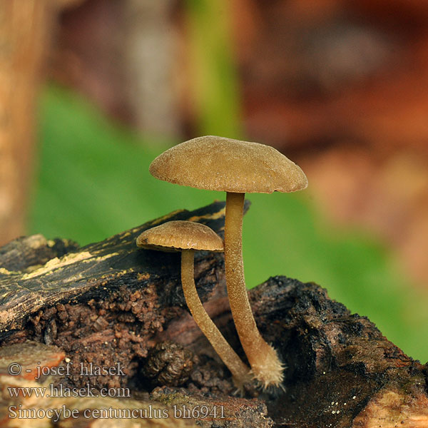 Simocybe centunculus bh6941