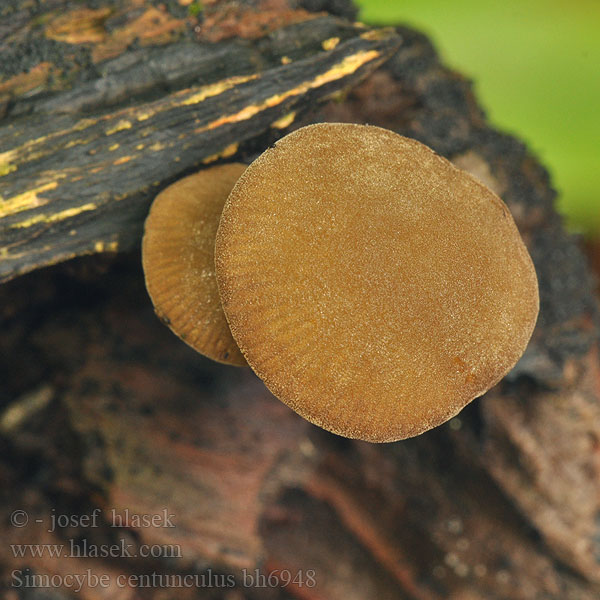 Simocybe centunculus bh6948