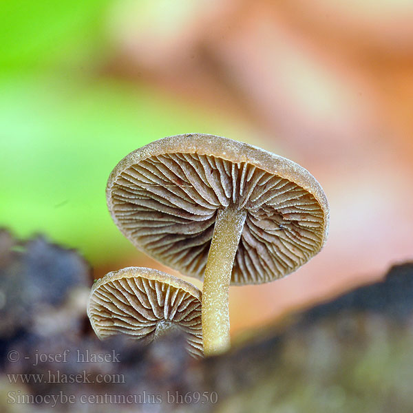 Simocybe centunculus bh6950