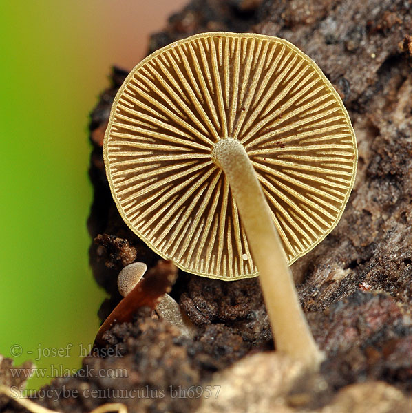 Simocybe centunculus bh6957