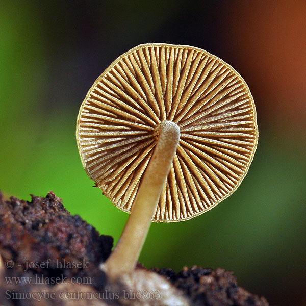 Simocybe centunculus bh6963