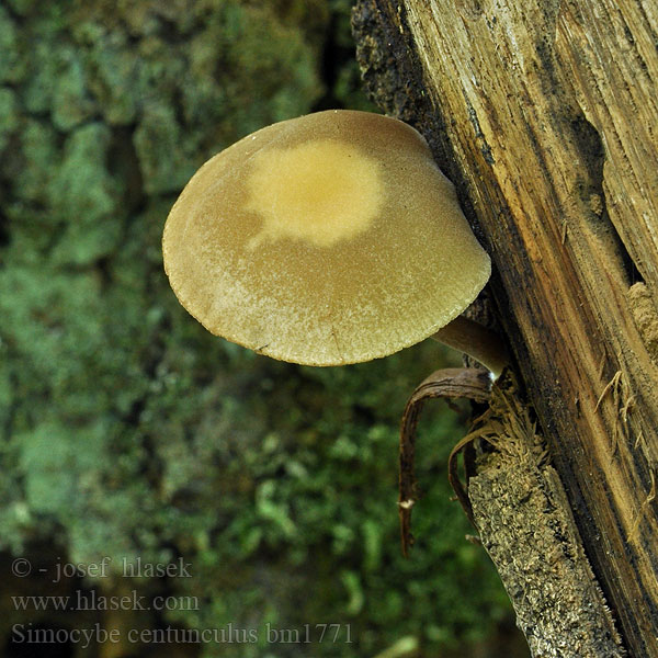 Simocybe centunculus Smeťovička hnedoolivová