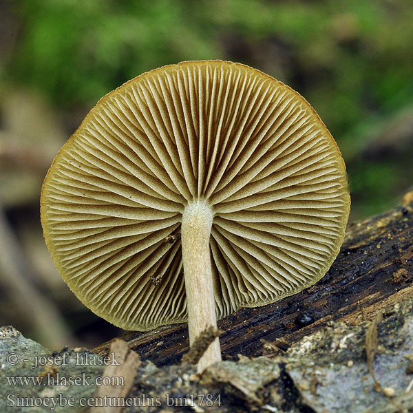 Simocybe centunculus Enlig Skyggehat Vihermattalakki