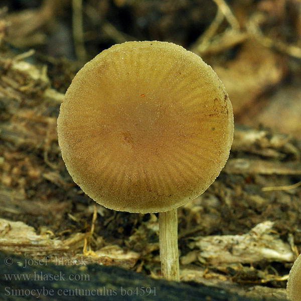 Simocybe centunculus Olijfkleurig matkopje Olivenhatt