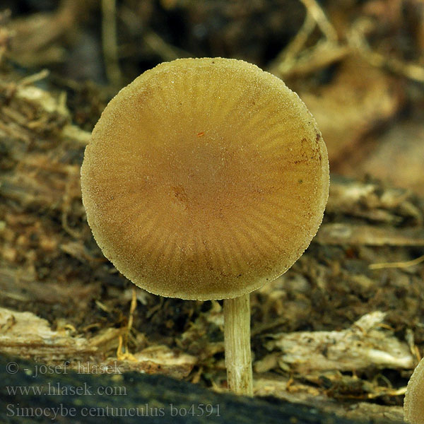 Simocybe centunculus Olijfkleurig matkopje Olivenhatt